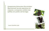 Laura Carolina Leal levior não responde aos sinais e responder aos compostos voláteis não responde aos sinais e não removem herbívoros Eficientes na defesa dos ninhos Discussão-Camponotus