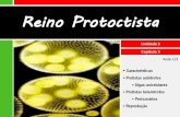 Apresentação do PowerPoint · O Reino Protoctista Eucariontes Unicelulares e pluricelulares Microscópicos e macroscópicos Autótrofos e heterótrofos RE-INO PROTISTA o dos Protistas