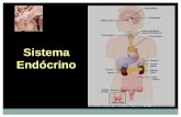 Sistema Endócrino - edisciplinas.usp.br · Hormônio Ação •Testosterona •Estrógenos Estimulam o desenvolvimento dos órgãos genitais femininos, das mamas e das características