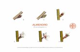 ALMENDRO - Viveros Orero · Avispilla del almendro (Eurytoma amygdali) Presencia de adultos en vuelo. Dirigir la lucha química a los adultos. Evitar dejar almendras en los árboles