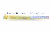 Reino Plantae – Metaphyta Plantae - EJA.pdfCriptógamas Não apresentam flor. São as Briófitas e as Pteridófitas, classificadas como vegetais INFERIORES.