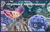 Orgánulos membranosos - moises-navarro.webnode.es · proteínas o a los lípidos de su membrana) situados en la cara interna, hacia la cavidad, lo que permitirá que estos queden