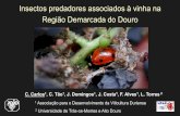 Insectos predadores associados à vinha na Região Demarcada ... · Insectos predadores associados à vinha na Região Demarcada do Douro 1 Associação para o Desenvolvimento da