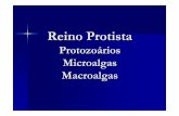Protista - colegioacademia.com.brcolegioacademia.com.br/admin/professores/arquivos_upl/45_protista.pdf · Reino Protista Protozo ários Microalgas Macroalgas. I. Protozo ários:.