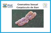 Cromatina Sexual Corpúsculo de Barrprofessor.pucgoias.edu.br/SiteDocente/admin... · Cromatina Sexual Corpúsculo de Barr 2. Ao se analisarem as células mucosa oral de uma mulher