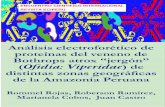 Análisis electroforético de proteínas del veneno de ...Marianela Cobos, Juan Castro. ANÁLISIS ELECTROFORÉTICO DE PROTEÍNAS DEL VENENO ... de BSA, los cuales se mezclaron en 5