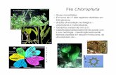 AE - Filo Chlorophyta [Modo de Compatibilidade]uenf.br/cbb/lbt/files/2019/07/AE-Filo-Chlorophyta.pdfAcetabularia calyculus Filo Chlorophyta • Grupo monofilético • Em torno de