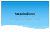 MEDIO/NATURALEZA/metabolismo y enzimas.pdf · La reproducción del organismo La eliminación de residuos tóxicos producidos por la célula Mamíferos, la regulación de la temperatura
