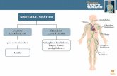 Apresentação do PowerPoint · O sistema linfático não possui um órgão propulsor. A circulação da linfa deve-se principalmente à compressão provocada pelo movimento dos músculos.