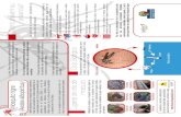 2018-11-28 mosquito tigre - Blog Sanidad Animal · clave para frenar la expansión del mosquito tigre por ejemplo: por El uso de telas mosquiteras en ventanas, depósitos, recipientes,
