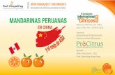 MANDARINAS PERUANASseminarioprocitrus.org/ponencias/diamartes/07-Oliver-Huesmann.pdfProducción de Mandarina en el Mundo. El Mayor productor de Mandarinas e Cítricos es China, seguido