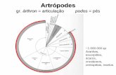 Artrópodes - biologia.ifsc.usp.brbiologia.ifsc.usp.br/bio2/aula/aula6.pdf · •1 par de mandíbulas, 1 par de maxilas, 1 lábio e 1 labro. •1 par de olhos compostos e geralmente