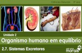 Unidade 2 Organismo humano em equilíbriojcmorais.com/documentos/CN9_Sistemas_Excretores.pdf · A. Caraterizar os constituintes do sistema urinário. B. Referir o papel do sistema