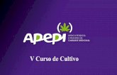 V Curso de Cultivo - Apepiapepi.org/wp-content/uploads/2018/09/luciana_historia.pdfSéculo XX: Proibicionismo •Expansão da medicina e a produção de novos medicamentos sintéticos,