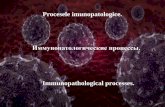 Procesele imunopatologice. · 2019-11-01 · Immunopathological processes. Microspecimens: №200. Hyperplasia of lymphoid lienal follicles in antigenic stimulation. (H-E. stain).