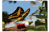 Insectos · 2017-11-23 · throdiplax berenice y Macrodiplaxbalteata, ambas representantes de los libelúlidos (fa-milia Libellulidae). DIstrIbucIón Dado que Quintana Roo tiene un