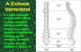 A Coluna Verterbral - UFPR...65 Movimento para uma posição flexionada 4) Na posição final de flexão, os ligamentos posteriores espinhais e a resistência passiva dos eretores
