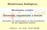 Exemplos da importância no funcionamento de um organismo … · 2019-02-25 · Membranas biológicas Estrutura, organização e função Membrana celular Exemplos da importância