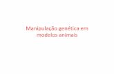 Manipulação genética em modelos animais · Com os avanços das técnicas de biologia molecular e celular e da engenharia genética: novas metodologias passaram a ser empregadas