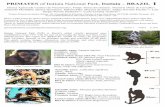 PRIMATES of Itatiaia National Park, 1...Jorge Lucas Miguel Rangel Jr Jéssica A. Cardoso. Capuchin monkeys are known for their intelligence. The capuchin in INP, Sapajus nigritus,