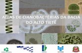 ATLAS DE CIANOBACTÉRIAS DA BACIA DO ALTO TIETÊelaboração de um atlas de identificação de cianobactérias, com fotos e descrição dos organismos amostrados nos oito mananciais