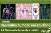 Unidade 2 Organismo humano em equilíbrio · B. Explicar o uso de órgãos de mamíferos (por exemplo, borrego, coelho, porco), como modelos para estudar a anatomia e a fisiologia