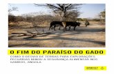 Angola: O fim do paraíso do gado · o fim do paraÍso do gado como o desvio de terras para exploraÇÕes pecuÁrias minou a seguranÇa alimentar nos gambos, angola amnistia internacional