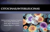 Citocinas/InterleucinaSInterleucina - 12 IL-12 é o principal mediador da resposta imune natural inicial a microorganismos intracelulares e é o indutor essencial da imunidade mediada