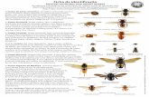 Ficha de identi˜caçãofrelonasiatique.mnhn.fr/.../Ficha_de_identificacao_Vespa_velutina_MNHN.pdf · Outras vespas são mais pequenas , que a vespa asiática, europeia ou oriental.