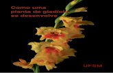 Como uma planta de gladíolo se desenvolvecoral.ufsm.br/phenoglad/images/Download/Resvista...4 | Como uma planta de gladíolo se desenvolve 1. INTRODUÇÃO O gladíolo ou palma-de-Santa-Rita(Gladiolus