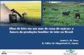 Ilhas de leite em um mar de cana-de-açúcar: o futuro da ... · Ilhas de leite em um mar de cana-de-açúcar: o futuro da produção familiar de leite no Brasil ... venda da terra
