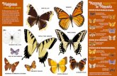 Mariposas de Minnesotamnzoo.org/pdfs/BG17_ButterflyNeighbor_Pamphlet-spanish2.pdfMariposas de Minnesota En Minnesota hay cerca de 146 especies de mariposas presentes habitualmente.