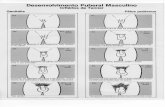 Desenvolvimento Puberal Masculino · Critérios de Tanner Genitália G1 [ Pró-adolescência (infantil) G2 anos Aumento do escroto e dos testículos, sem aumen to do pênis G3 Ocorre