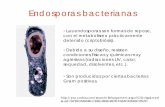 Endosporas bacterianas - UNAMdepa.fquim.unam.mx/amyd//archivero/7dEndosporas_26804.pdf · •Las endosporas son formas de reposo, con el metabolismo prácticamente detenido (criptobiósis).