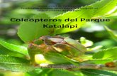 Coleópteros del Parque Katalapi - Cerambycidaecerambycidae.cl/bibliografia/Coleopteros del Parque Katalapi 2013.pdf · La larva es bastante robusta, de coloración blanco cremosa.