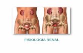 FISIOLOGIA RENAL - ufjf.br¡rio-2019.03.pdf · 3. Relacione a circulação renal com os néfrons. 4. O fluxo sanguíneo renal é relativamente alto. Diferencie fluxo sanguíneo renal