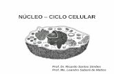 NÚCLEO CICLO CELULAR · Ciclo Celular • O ciclo celular: processos que ocorrem desde a formação de uma célula até sua própria divisão em duas filhas, tendo natureza cíclica.