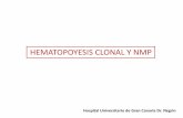 HEMATOPOYESIS CLONAL Y NMP - Gemfin · 2018-08-17 · hematopoyesis Sin embargo, la leucemia es un caso extremo de hematopoyesis clonal en el que una única HSC lleva casi todo el