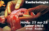 Embriologia · 2016-05-08 · a partir 5. Organogênese: formação dos órgãos dos folhetos embrionários Ectoderme epiderme e anexos epitélio boca e ânus sistema nervoso Endoderme