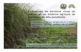 Evaluación de barreras vivas de vetiver en un sistema agrícola de … · 2018-10-16 · Sistema agrícola de conuco, en ... Barbecho (regeneración natural del herbazal). Cultivo