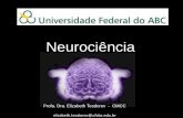 Neurociência - Luciana Zaterka · •1758 –1828 Franz Gall •A matéria cinzenta é o tecido funcional. •A matéria branca tem papel condutivo. •O cérebro é “dobrado”