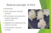 Калуснакультура in vitroplantphysiol-bio.univer.kharkov.ua/materials/Phyto... · Калуснакультура in vitro Визначення Етапи отримання