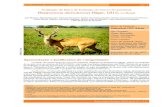 cervo do pantanal - icmbio.gov.br · Cervo-do-Pantanal – Blastocerus dichotomus pág. 3 Biodiversidade Brasileira (2012) Ano II, Nº 1, 3-11 Apresentação e justificativa de categorização