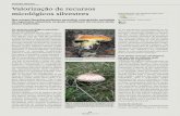 Valorização de recursos micológicos silvestres · plantas hospedeiras, previamente micorri-zadas e certificadas (carvalhos, azinheiras ... toras de cogumelos silvestres comestíveis