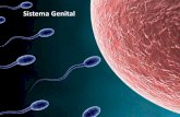 Sistema Genital - BAsacramentinasconquista.com.br/.../sites/2/2019/03/Sistema-Genital.p… · Sistema Genital Masculino . Sistema Genital Feminino •Compõe-se de órgãos situados