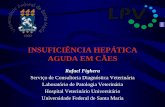 INSUFICIÊNCIA HEPÁTICA AGUDA EM CÃES...Lesões e doenças associadas à insuficiência hepática aguda em cães Leptospirose (62%) Sepse (18%) Hepatite tóxica (11%) Aflatoxicose