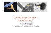 Alain Philippon - Acadpharm · B. bacteriovorus: perspectives chez l’homme Mucoviscidose (Iebba et al. 2014, Front Microbiol. 2014) Infections oculaires (conjonctivite…)(Shanks