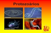 Protozoários · 2019-06-10 · • Após um certo período, os parasitas retornam ao SANGUE e penetram nos GLÓBULOS VERMELHOS, onde se reproduzem. Cheios de novos parasitas, os