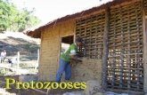 Protozooses - Colégio Nomelini Cirandinha › midia › arquivos › 2015 › 2 › ...Doença de Chagas (Triatoma infestans)Vetor inseto barbeiro hábitos noturnos e hematófago