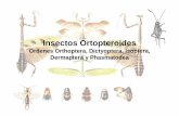 Entomologia - II Unidad - Orthopteroides · 2019-09-12 · Microsoft PowerPoint - Entomologia - II Unidad - Orthopteroides Author: Administrador Created Date: 11/20/2009 1:26:41 AM